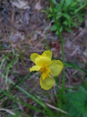 Xyris scabrifolia