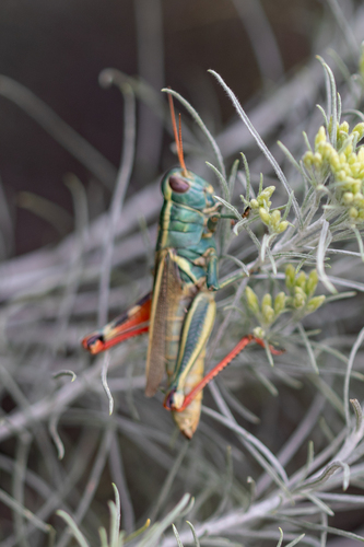 Thomas's Two-striped Grasshopper