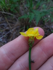Xyris scabrifolia