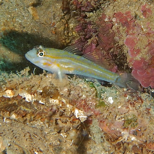 Coryphopterus observed 2026-10-22