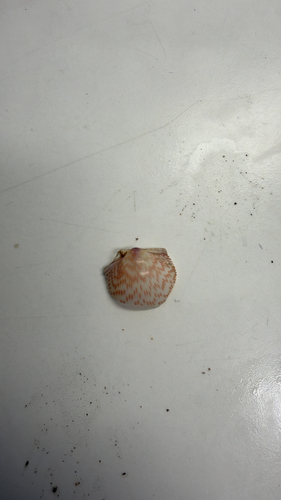 Fulvia tenuicostata observed 2026-10-23