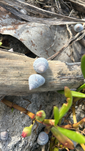 Tectarius muricatus, 2026-10-22