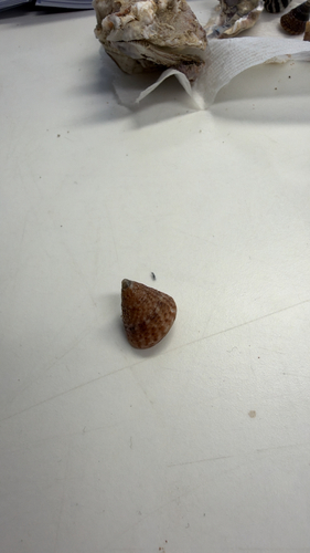 Fragum fragum observed 2026-10-23
