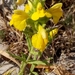 Bellardia trixago flaviflora - Photo (c) Karim Haddad, some rights reserved (CC BY), uploaded by Karim Haddad