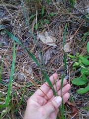 Xyris scabrifolia