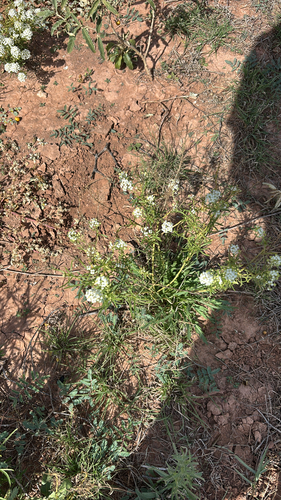 Mesa Pepperwort