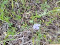 Linum pratense