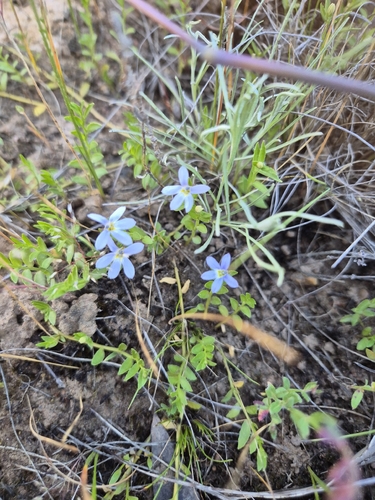 Lobelia pratioides, 2026-10-23