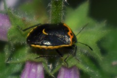 Cosmopepla conspicillaris