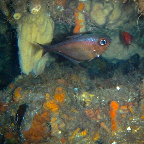 Pempheris observed 2026-10-22