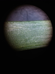 Xyris scabrifolia