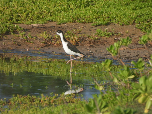 Himantopus mexicanus observed 2026-10-03