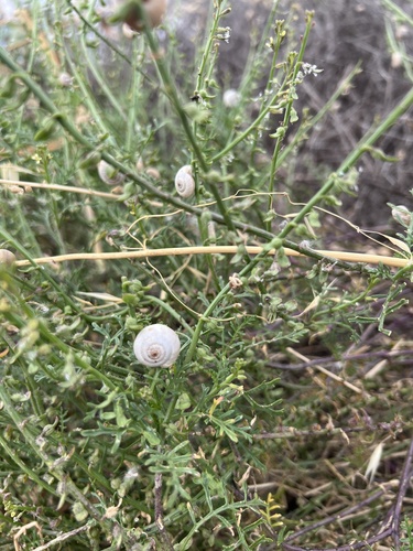 Cernuella virgata observed 2026-10-23