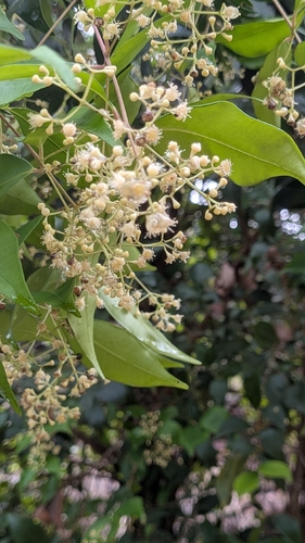 Syzygium smithii observed 2026-10-23