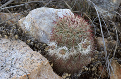 Echinocereus neocapillus