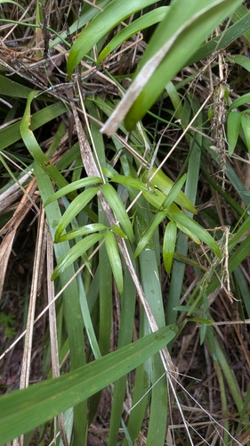 Geitonoplesium cymosum observed 2026-10-23
