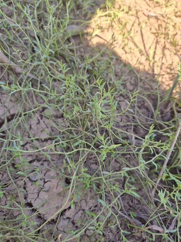 Lobelia pratioides, 2026-10-23