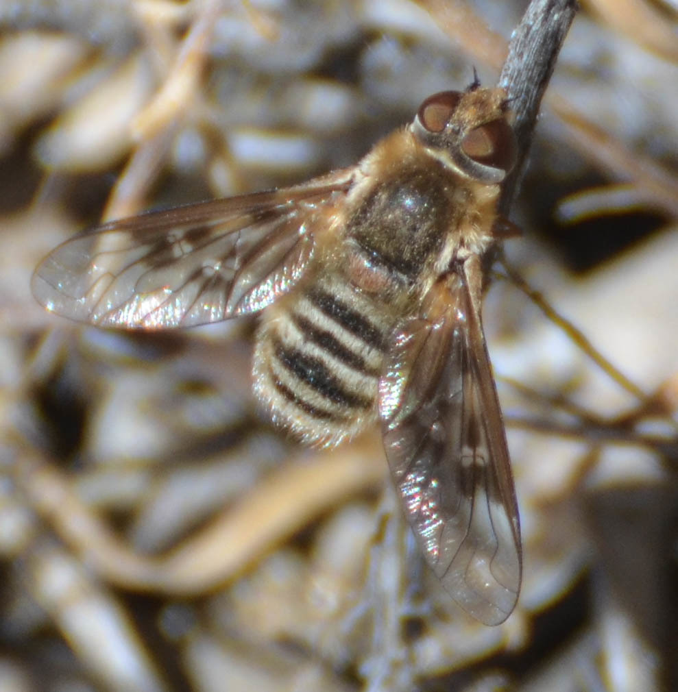 Thyridanthrax pallidus