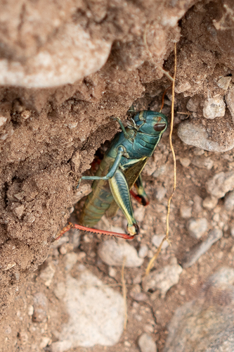 Thomas's Two-striped Grasshopper