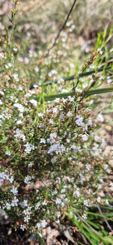 Leucopogon virgatus observed 2026-10-23