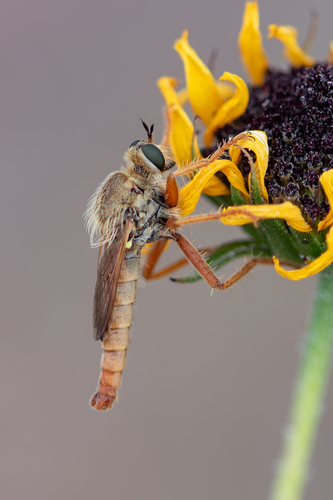 Ospriocerus
