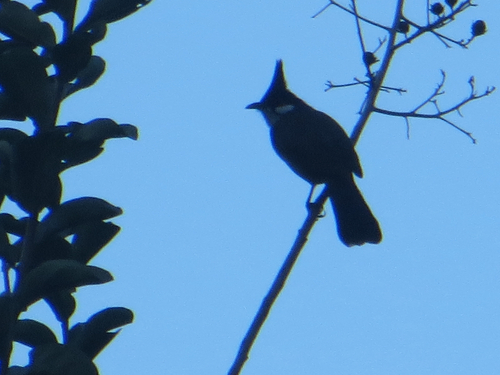iNaturalist image
