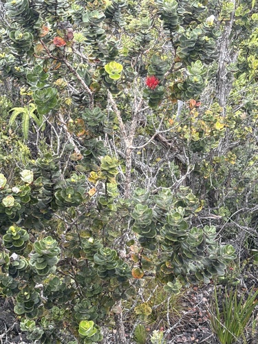 Metrosideros polymorpha observed 2026-10-21