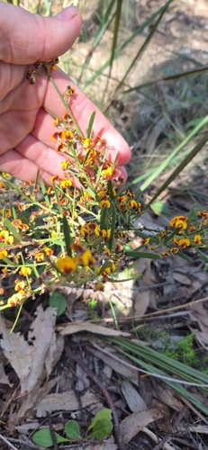 Daviesia leptophylla observed 2026-10-23
