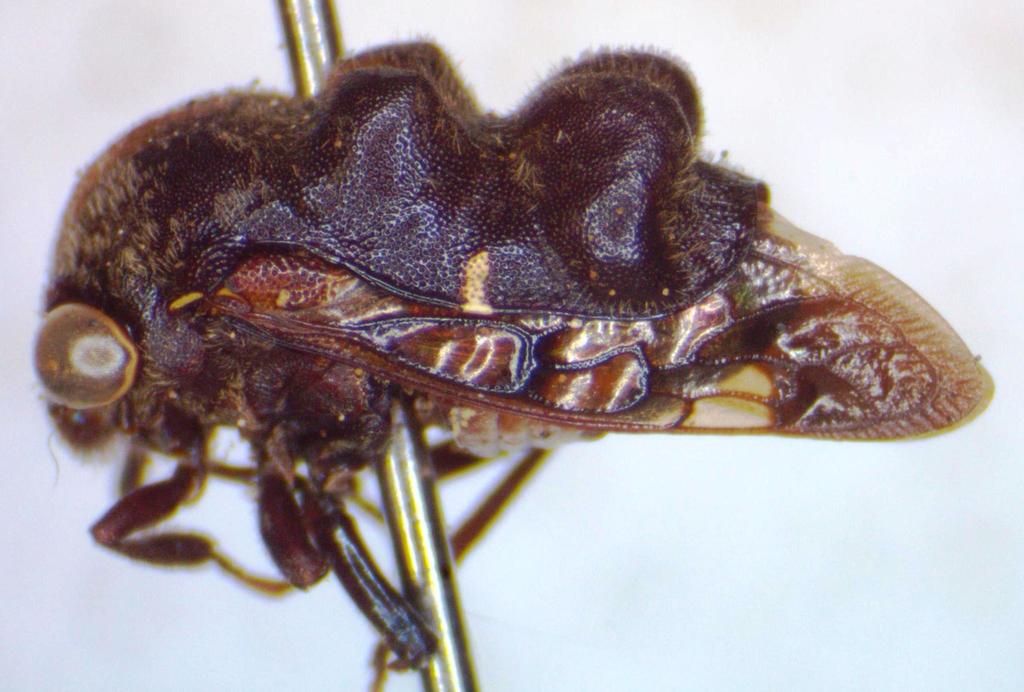 Lallemandia nodosa