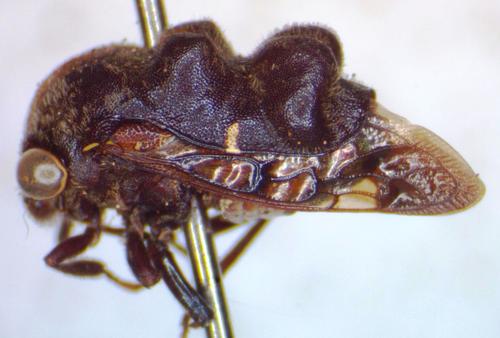Lallemandia nodosa