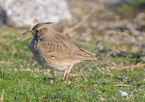 iNaturalist image