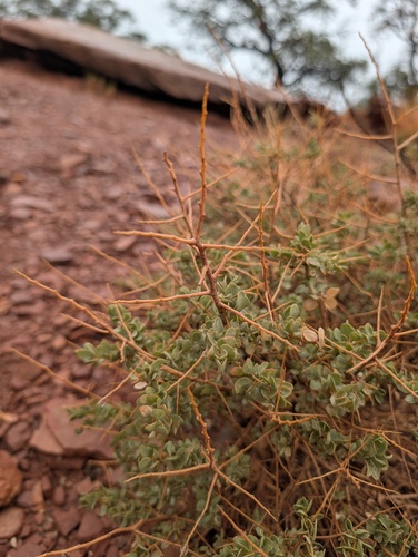 Atriplex confertifolia, 2026-10-22