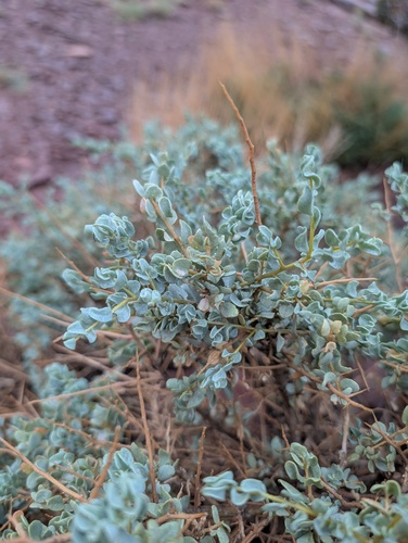 Atriplex confertifolia, 2026-10-22