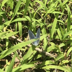 Plebejus samuelis
