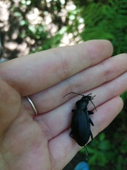 Carabus purpurascens