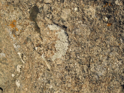 Lobothallia alphoplaca
