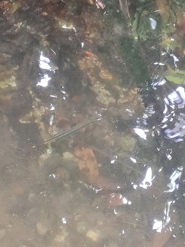 Zenarchopterus observed 2026-10-23
