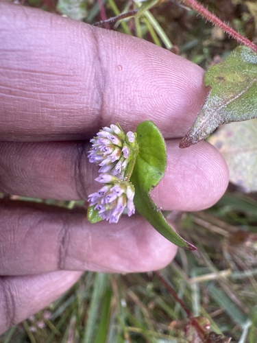 Persicaria nepalensis observed 2026-10-23