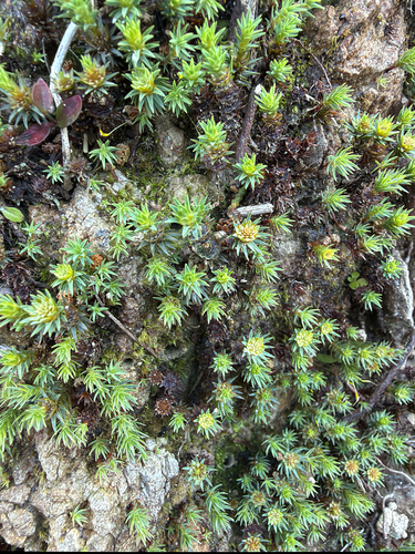 Polytrichadelphus magellanicus observed 2026-10-23