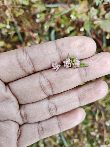 Persicaria nepalensis observed 2026-10-23