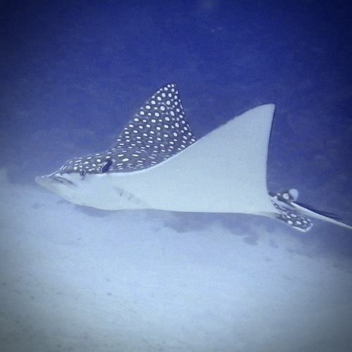 Aetobatus narinari observed 2026-10-22