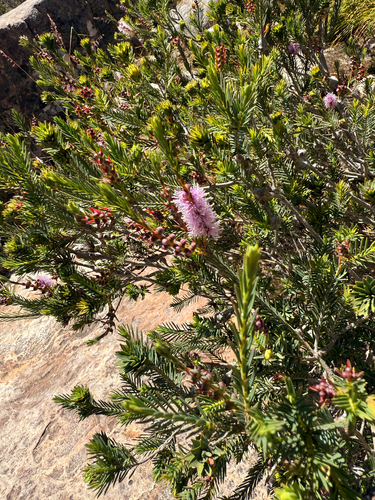 Melaleuca decussata observed 2026-10-22