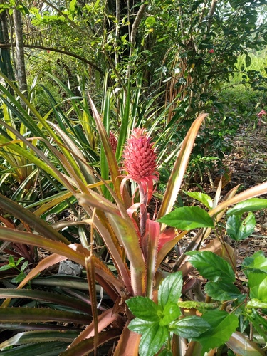 Ananas comosus observed 2026-10-23