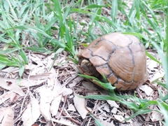 Terrapene carolina mexicana