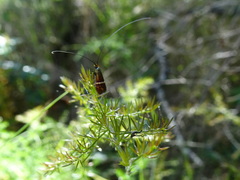 Adela australis
