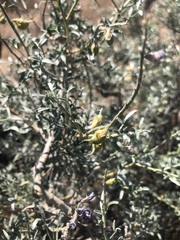 Psorothamnus arborescens