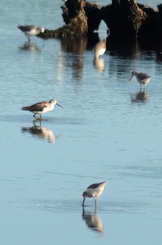iNaturalist image