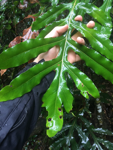 Stenocarpus observed 2026-10-23