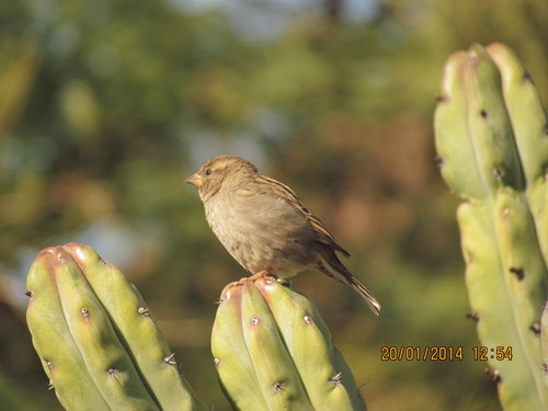 House Sparrow photographed in Arizona