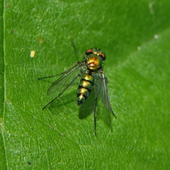 Condylostylus longicornis